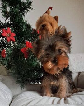 YORKSHIRE TERRIER - yorkšírsky terier - 2