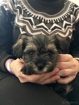 Maltezák/yorkshire - 2