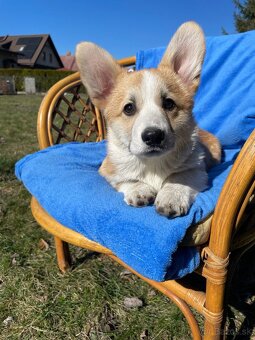 Corgi - 2