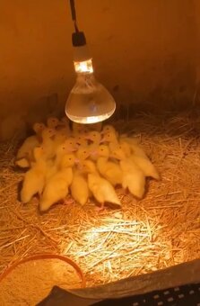 3-dňové káčata / chov kmeň “barbárie” - 2