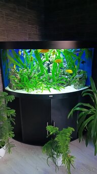 Juwel trigon 350 - 2