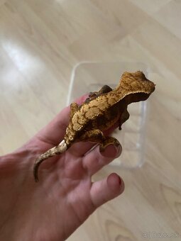 krist.kalis_cresties mladé samičky - 2