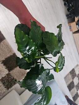 Anubias - 2