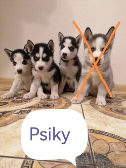 Sibírsky husky šteniatká - 2