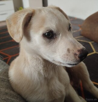 Šteniatko Terrina k adopcii - 2