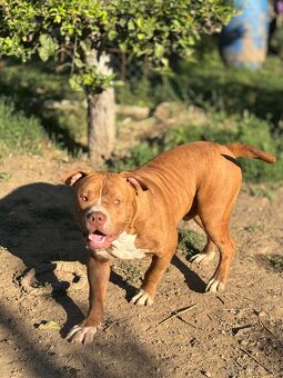 American Bully - 2