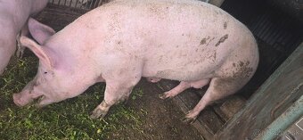 Jatočna ošipana - 2