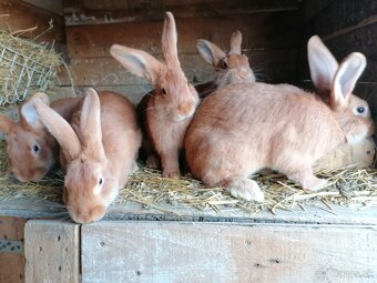 Burgudske králiki - 2