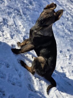 Nemecký ovčiak s PP - 2