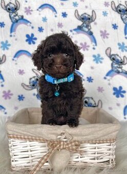 Pudel toy / Pudlík toy - CHOCOLATE psíček - 2