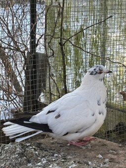 Predám holuby piešťanský obor. - 2