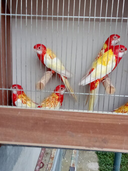 Rozela pestrá rubino - 2