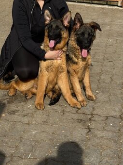 Nemecký ovčiak fenky - 2