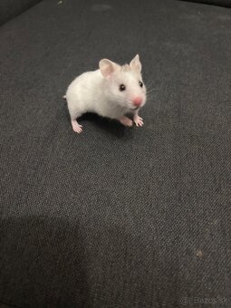 Škrečok sýrsky - 2