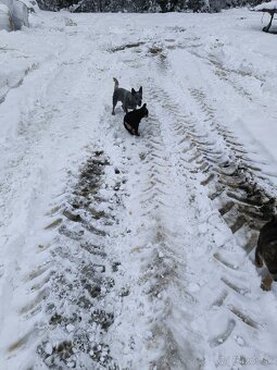 Darujem šteniatka - 2