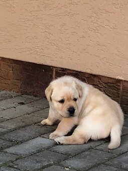 Labrador šteniatka s PP - 2