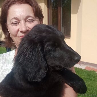 HOVAWART - šteniatko s pp - GIULIA - 2