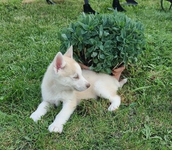 Sibirsky Husky - 2