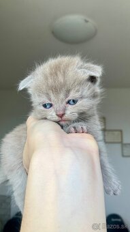 Škótske Klapouché/Rovnouché Mačiatká (Scottish Fold/Straight - 2