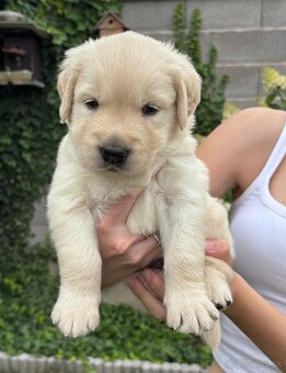 Zlatý retriever šteniatka narodené 16.6.2025 - 2