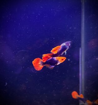 gupky (čisté formy) - 2