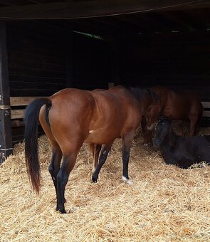 Quarter Horse 2,5 ročná kobyla - 2