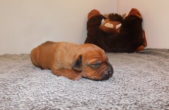 Rhodesian ridgeback- fenka s PP - 2