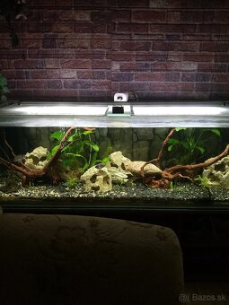 Akvárium - 2