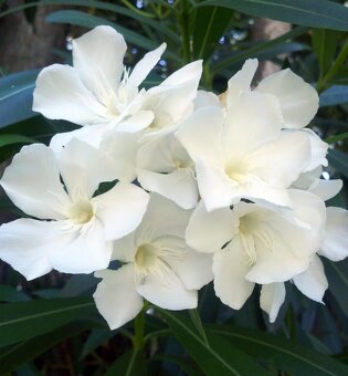 Predám biely oleander - 2