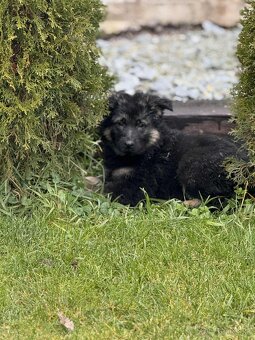 Šteniatko nemeckého ovčiaka - 2