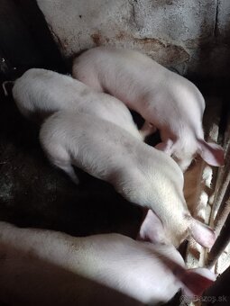 Predám prasatá - 2