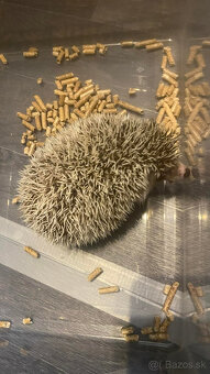 Ježko bielobruchy, Ježky, Ježka - 2