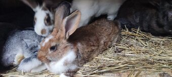 Králiky na predaj - 2