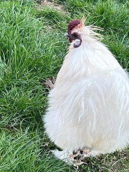 Kohút hodvábničky - 2