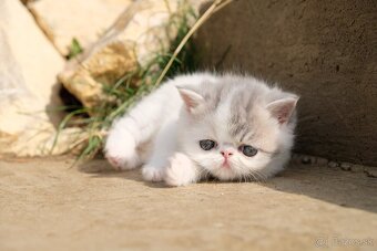 Exotické / perzské mačiatka s PP - 2