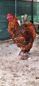 Brahmanka Porcelanova - 2