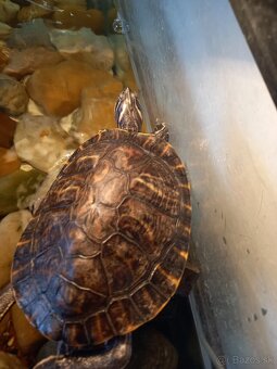 Vodná korytnačka - 2