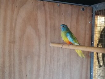 Neofema modrohlava - 2