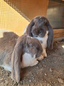 Francúzsky baran - 2