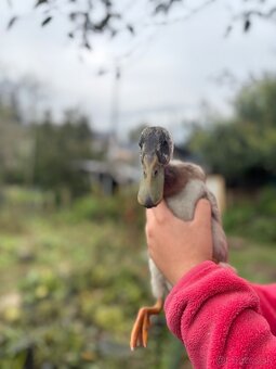 Indické bežce - káčery - 2