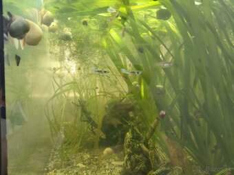 Živorodka wingei - Poecilia wingei - samička - 2