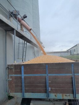 Fialová kukurica - 2