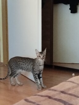 Predám kocúrika SAVANNAH - 2