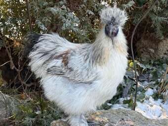 Kohút hodvábnička - 2