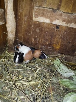 Morské prasiatko - 2