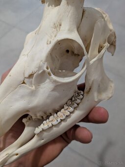 Zhody,parohy,parožie, trofej - 2