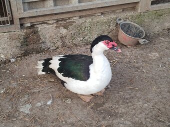 Pižmový káčer - 2