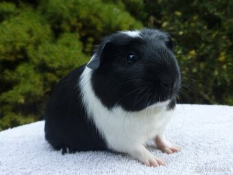 Morčiatka s rodokmeňom - 2