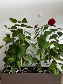 Čínske ruže (červené) - 2