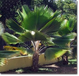 PRITCHARDIA PACIFICA – Fiji-palma – 5ks semien/balenie - 2